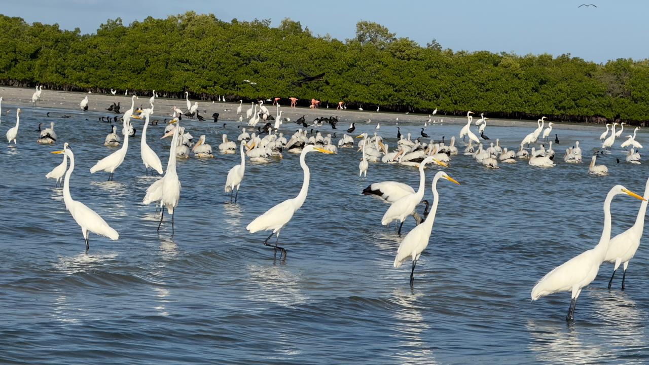 Safari tour en Río Lagartos