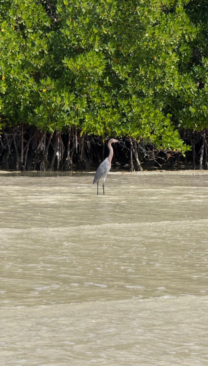 Aventura Río Lagartos 1