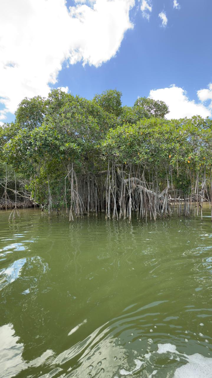 Aventura Río Lagartos 5