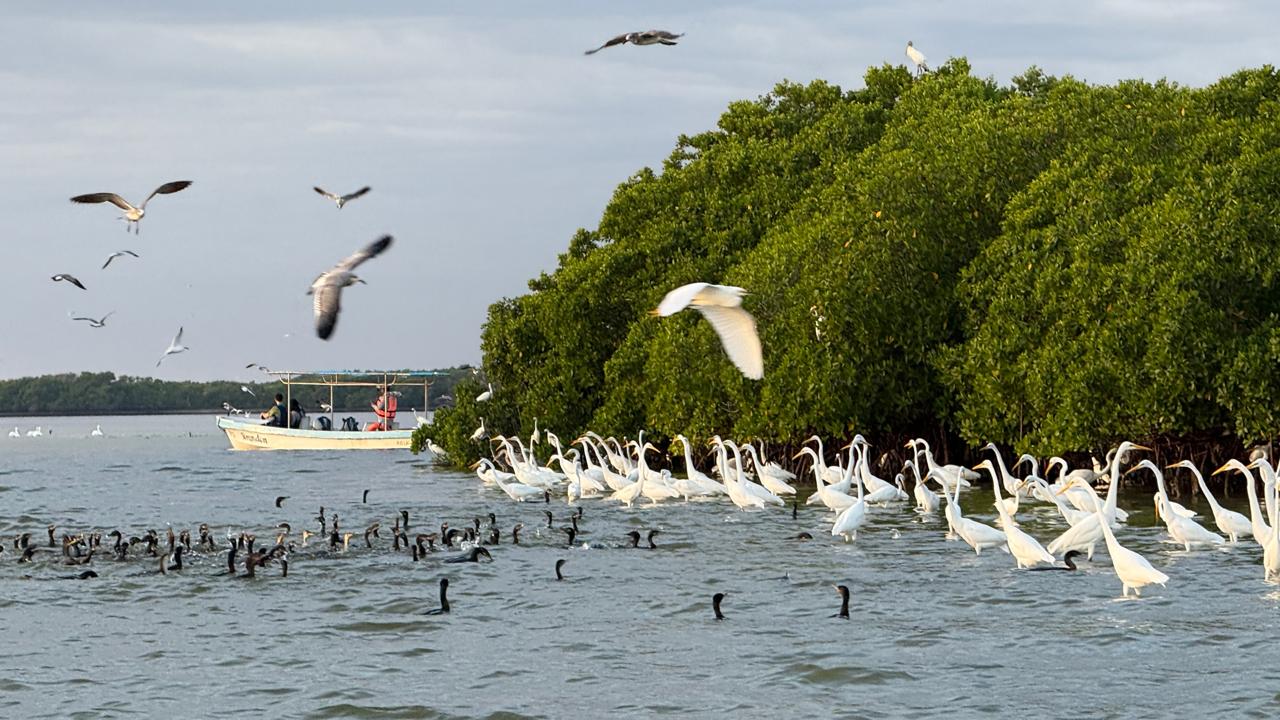 Aventura Río Lagartos 6