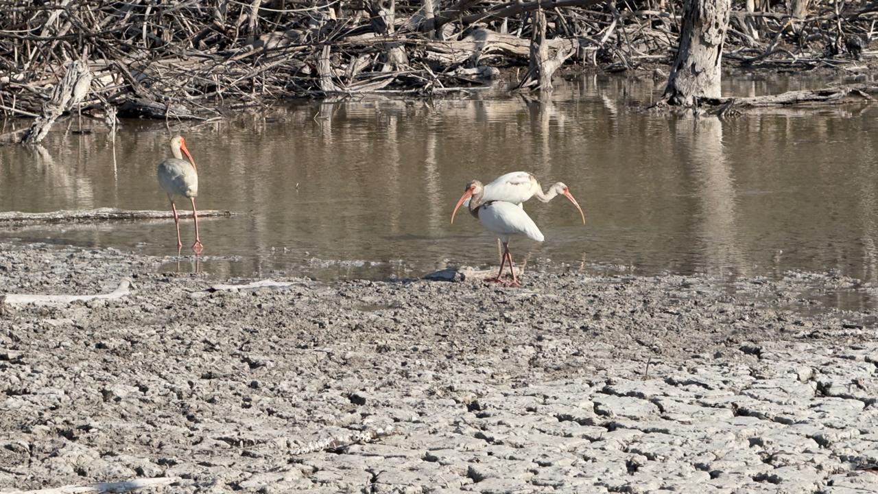 Aventura Río Lagartos 9